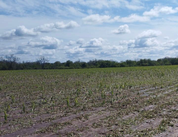 TRAS LA CAÍDA DE GRANIZO: EL GOBIERNO PROVINCIAL INFORMÓ QUE LAS HECTÁREAS AFECTADAS ESTÁN CUBIERTAS POR EL SEGURO MULTIRRIESGO